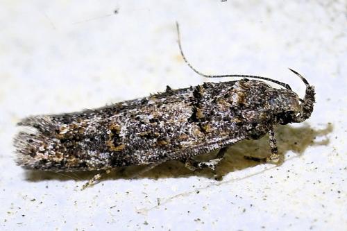 Réf. 337 400 : Teleiopsis diffinis